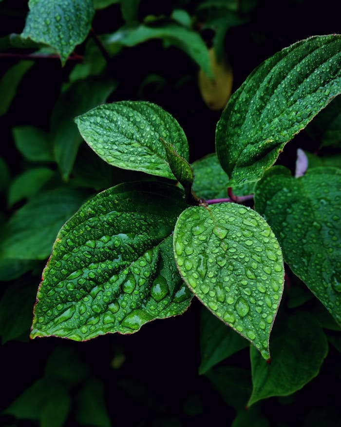 Vibrant green leaves covered in dewdrops, captured in Hol, Norway, showcasing nature's freshness.